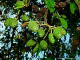 Alnus glutinosa