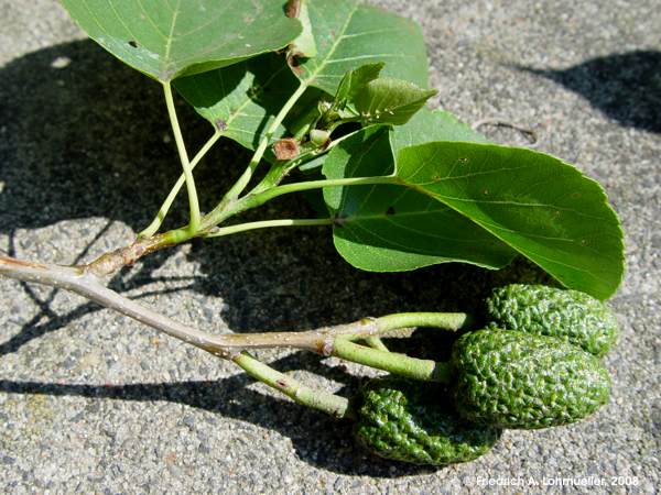 Alnus glutinosa - black alder - Schwarz-Erle