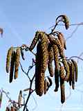 Alnus glutinosa