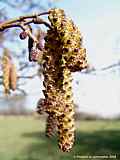 Alnus glutinosa