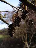 Alnus glutinosa