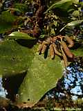 Alnus glutinosa