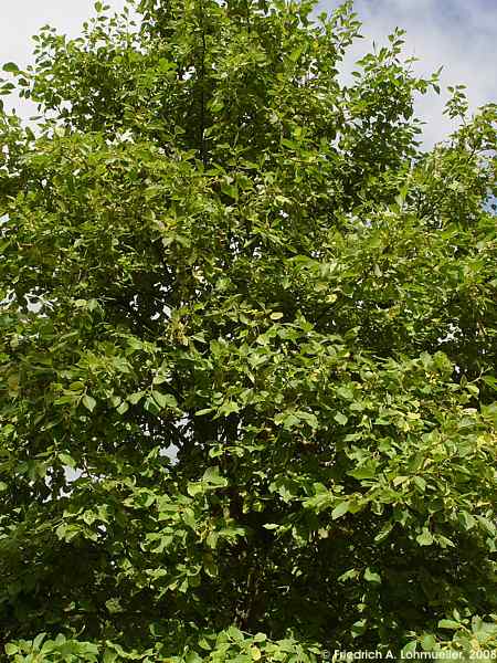 Alnus
