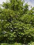 Alnus incana