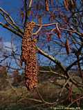 Alnus incana