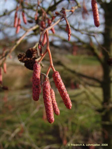 Alnus