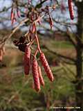 Alnus incana