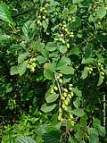 Alnus viridis