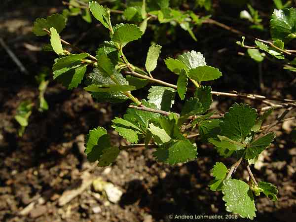 Betula nana