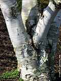 Betula papyrifera