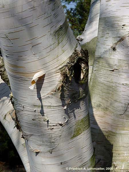 Betula