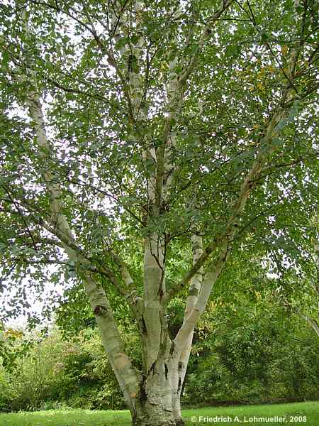 Betula papyrifera