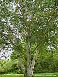 Betula papyrifera