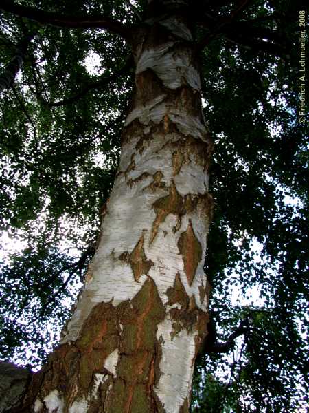 Betula pendula