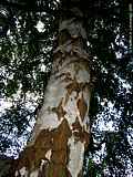 Betula pendula