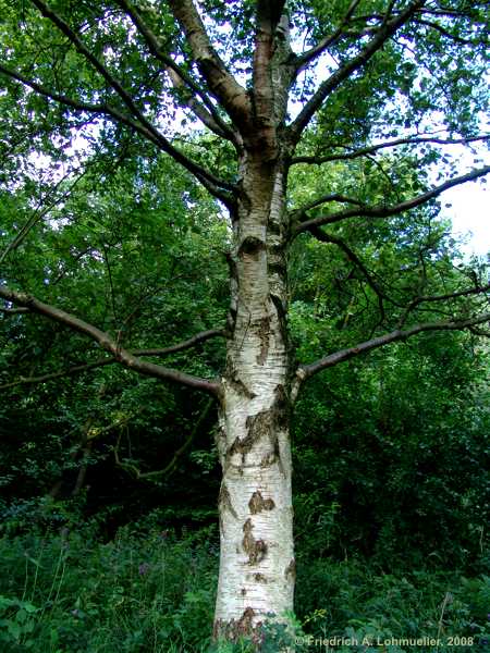 Betula pendula