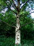 Betula pendula