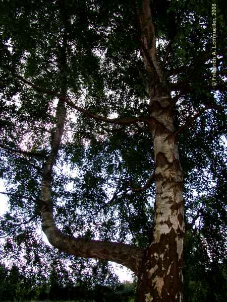 Betula pendula