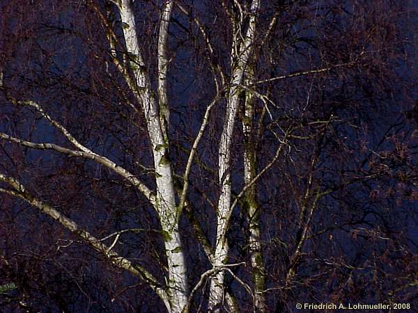 Betula pendula