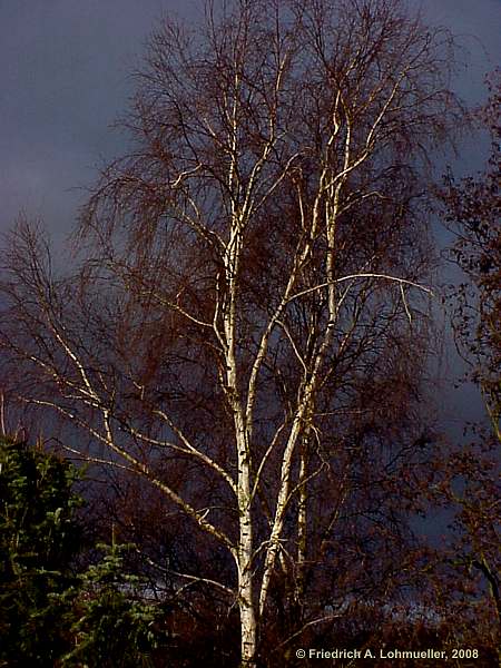 Betula pendula