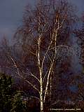 Betula pendula