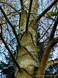 Betula pendula