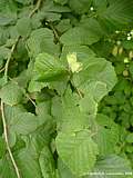 Corylus avellana