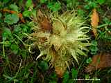 Corylus colurna