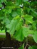 Corylus colurna