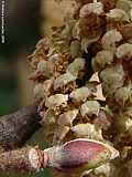 Corylus colurna