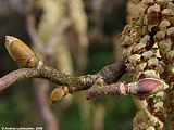 Corylus colurna