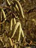 Corylus avellana cf. Contorta