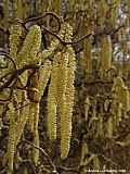 Corylus avellana cf. Contorta