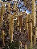 Corylus avellana cf. Contorta