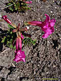 Campsis radicans