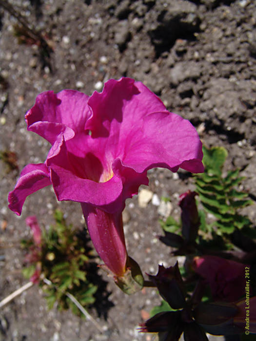 Campsis radicans