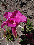 Campsis radicans