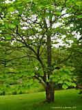 Catalpa ovata