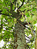 Catalpa ovata