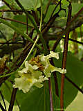 Catalpa ovata