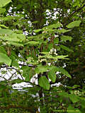 Catalpa ovata