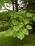 Catalpa ovata