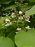 Catalpa speciosa