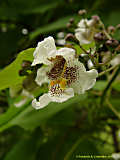 Catalpa speciosa