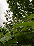 Catalpa speciosa