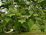 Catalpa speciosa