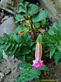 Incarvillea delavayi