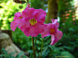 Incarvillea delavayi