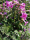 Incarvillea delavayi