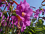 Incarvillea delavayi